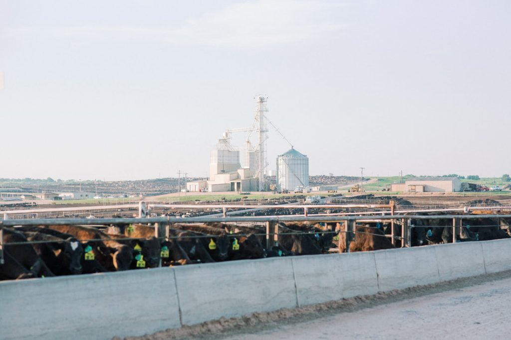 Feedyards are Part of the Climate Change Solution